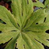 Syneleisis palmata (klein)