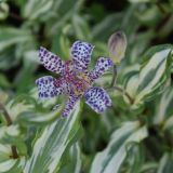 Tricyrtis `Sanko Fu` (klein)