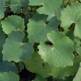 Eomecon caliFornicum (klein)