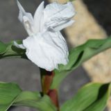 Roscoea `Emilie Gillain` (klein)
