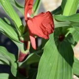 Roscoea purpurea `Red Gurkha` (klein)