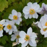 Anemone `Wild Swan` (klein)