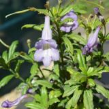 Lysionotus pauciFlorus (klein)