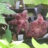 Podophyllum delavayi (klein)