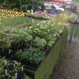 Ansicht Stand, Grugapark Essen (klein)