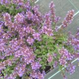 Nepeta `Purrsian Blue` (klein)