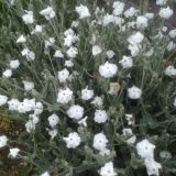 Lychnis coronaria `Alba` (klein)