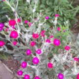 Lychnis coronaria (klein)