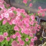 Astrantia major `Roma` (klein)
