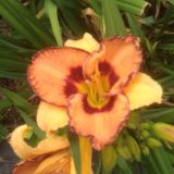 Hemerocallis Hhybrida (klein)