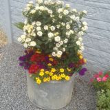 Dekoaufnahmen in der Gärtnerei (klein)